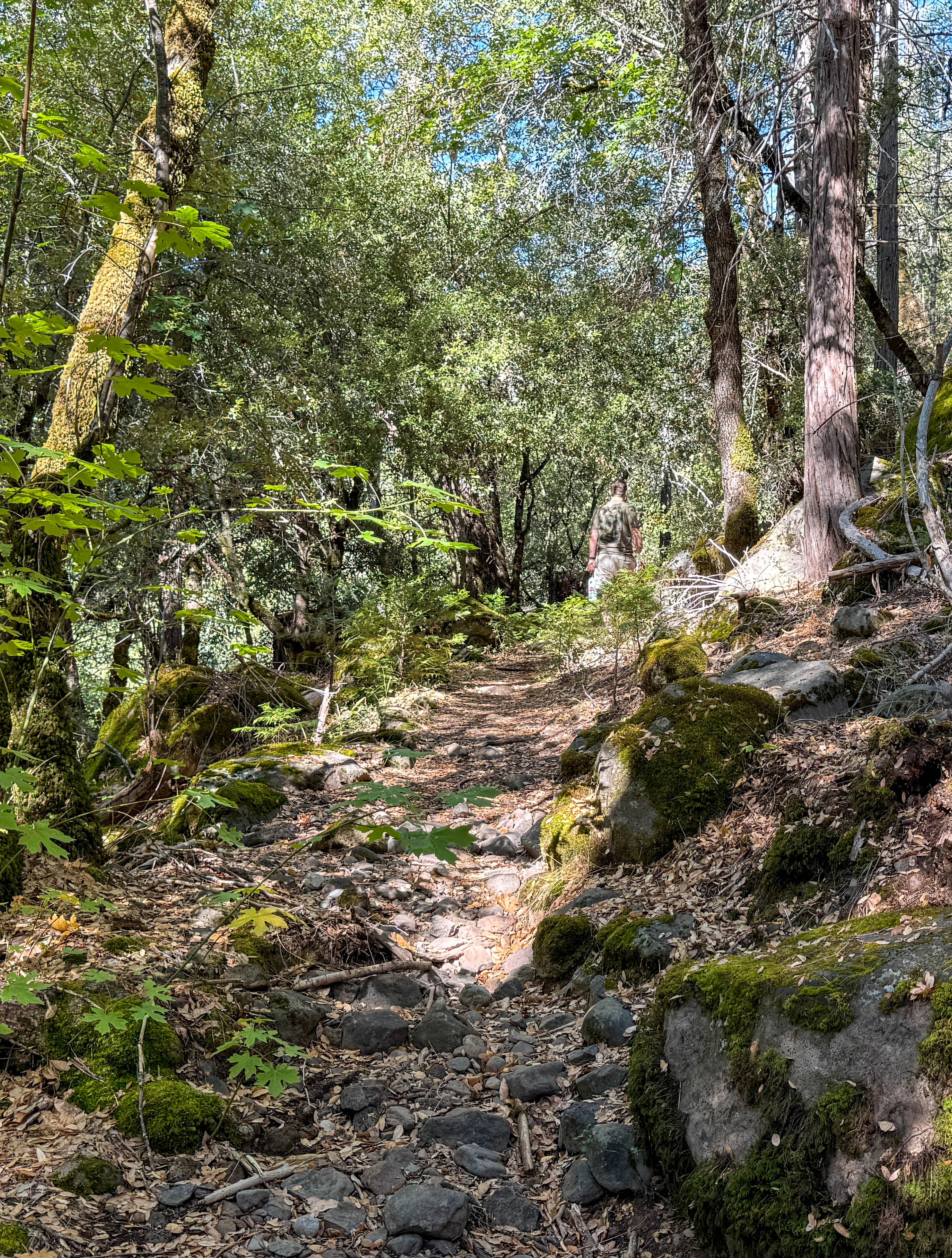 A forest path