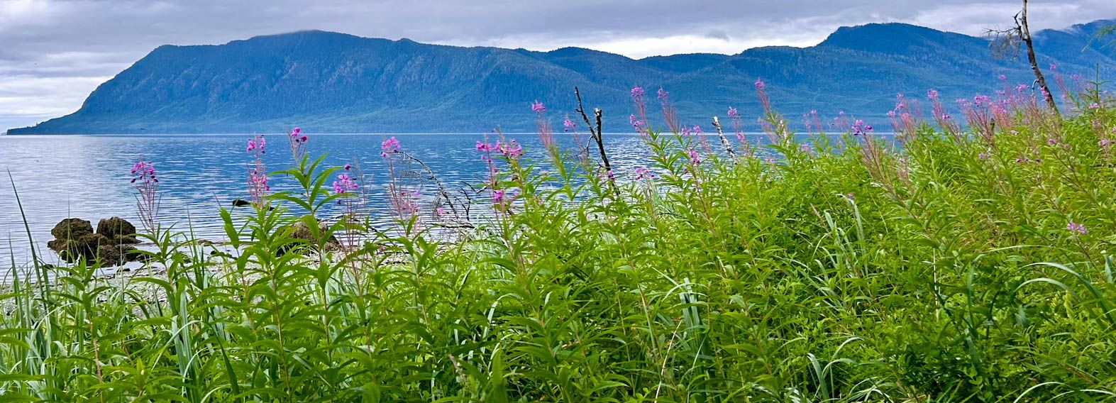 Fireweed growing along the shore of Port Houghton