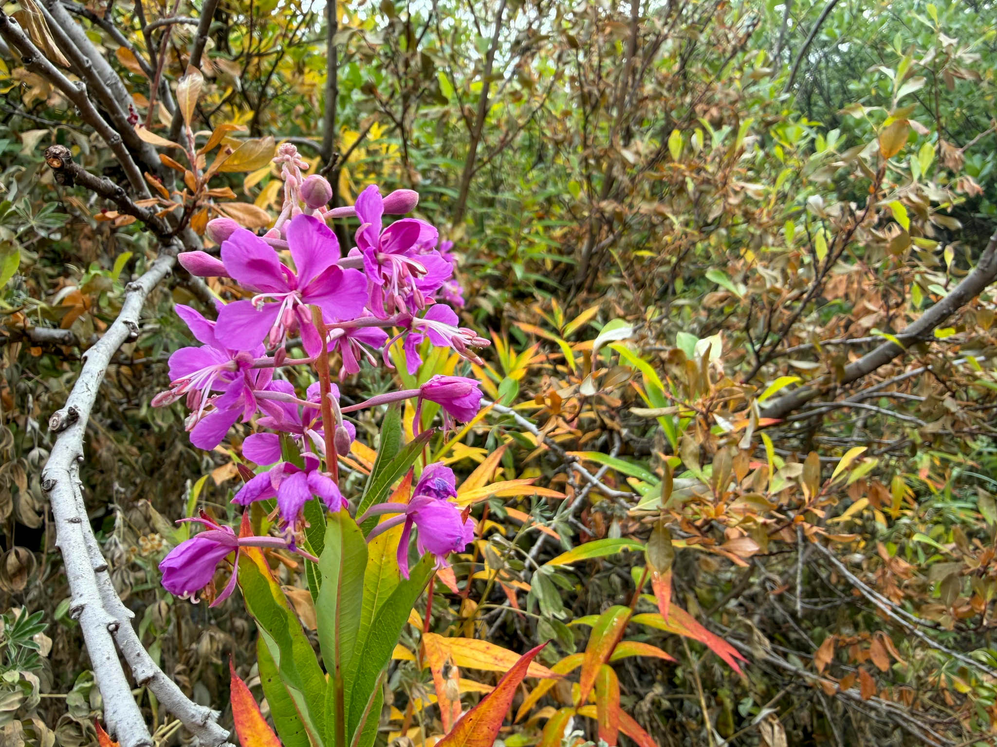 Fireweed
