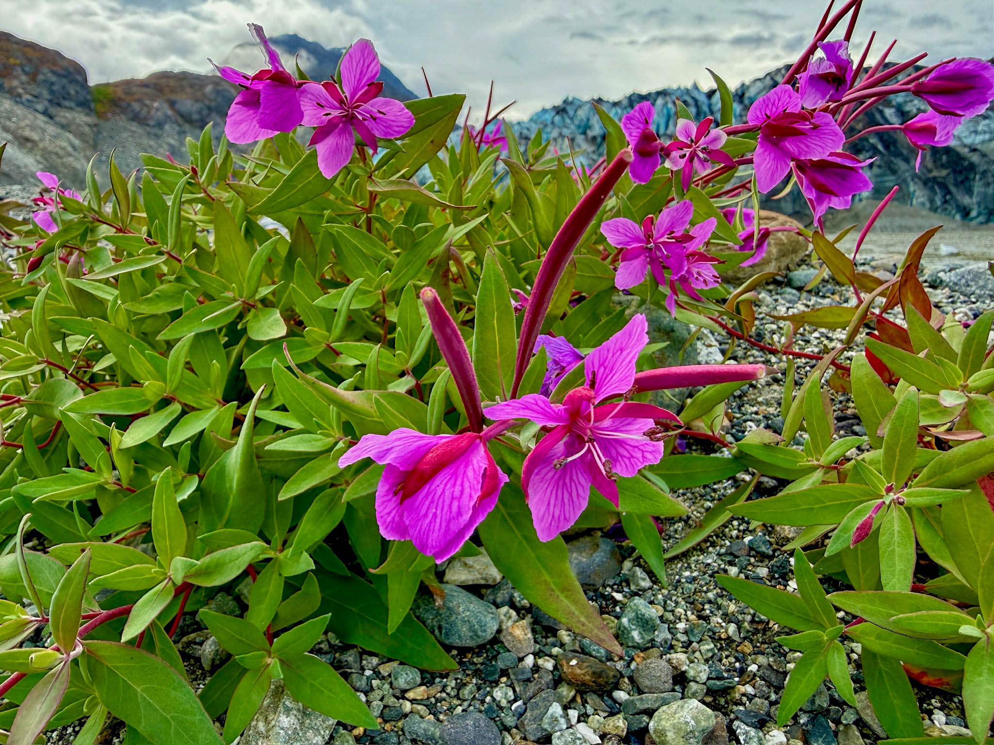 Fireweed