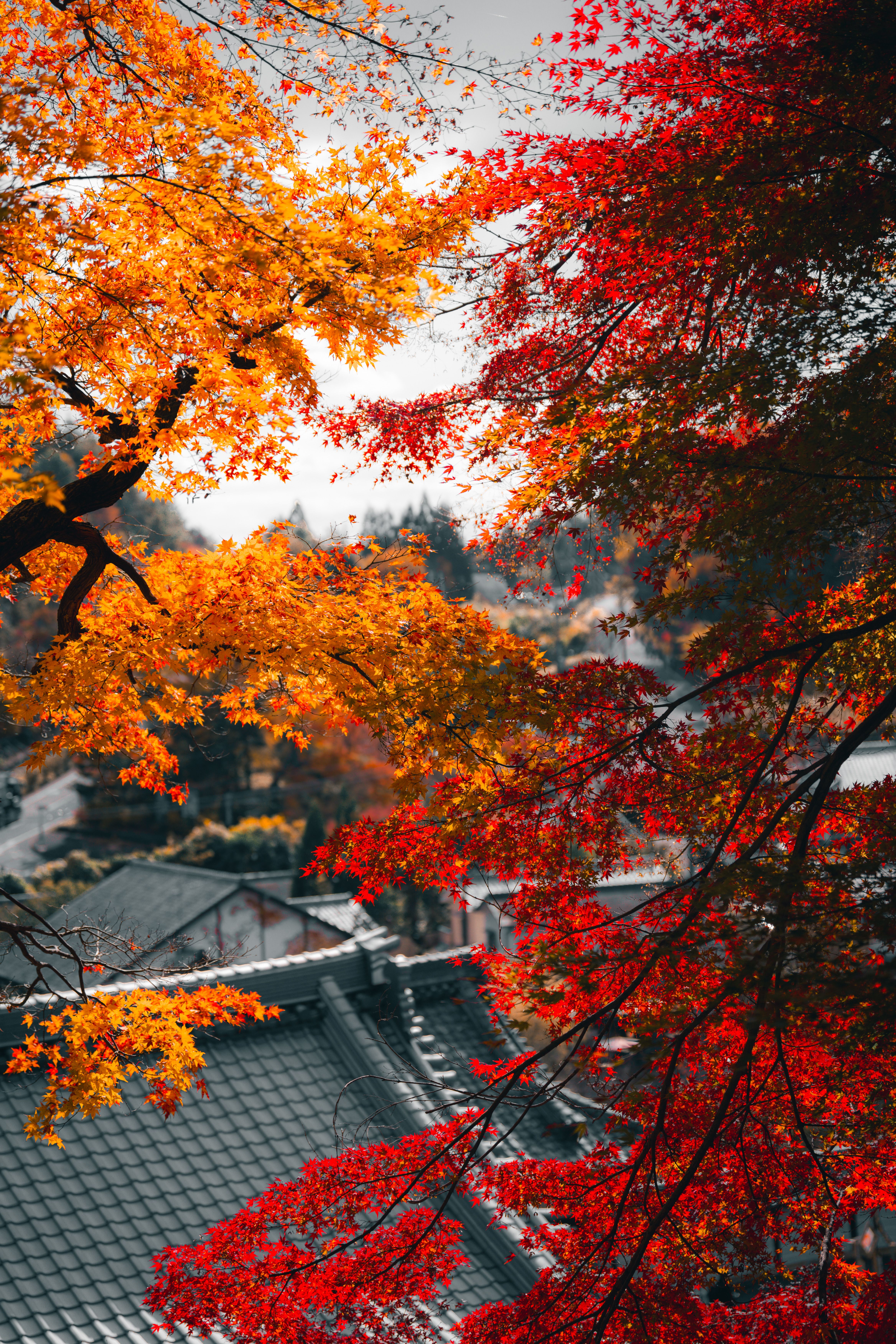Autumn foliage at Daigo-ji Temple in Kyoto